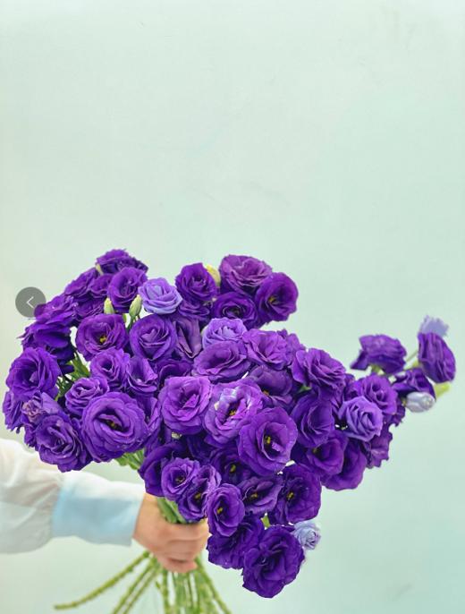 【周四秒杀】紫色桔梗花49.8元 商品图0