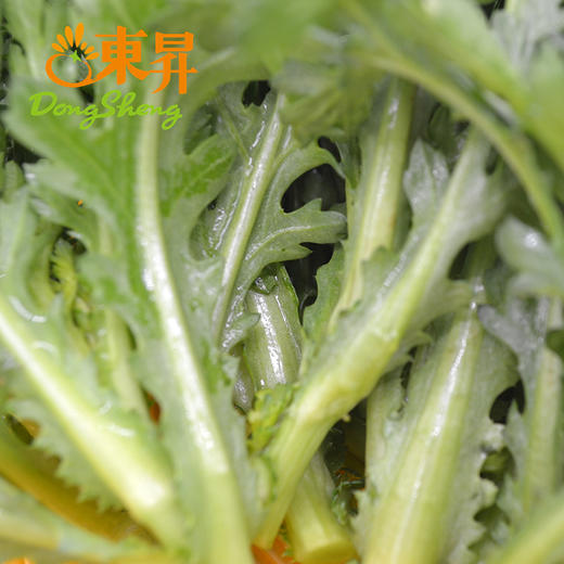 东升农场  春菊苗 250G 广州供港蔬菜新鲜配送 商品图2