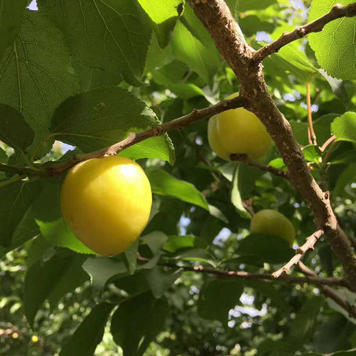 5天发货 | 新疆轮台小白杏超甜 约3.5斤 果肉细腻  醇厚多汁[福利品] 商品图2