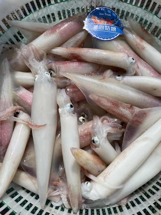 港岛姑娘 海上手钓大钓管火箭枪乌贼鱿鱼特大海兔子水晶管0.5-1.7斤/只活冻 商品图1