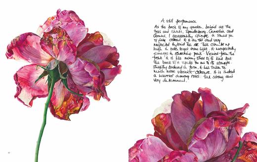 【现货】Rosie Sanders’ Roses: A celebration in botanical art，罗西·桑德斯的玫瑰:植物学艺术 商品图2