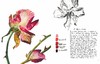 【现货】Rosie Sanders’ Roses: A celebration in botanical art，罗西·桑德斯的玫瑰:植物学艺术 商品缩略图4