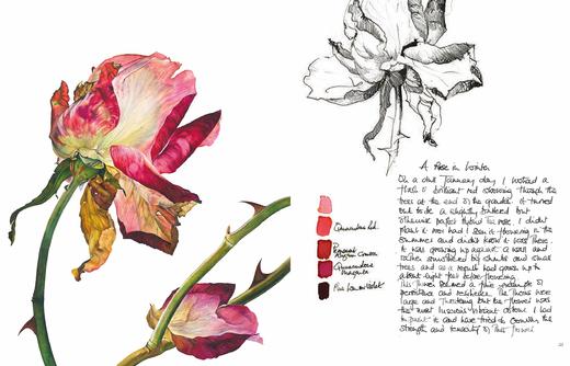 【现货】Rosie Sanders’ Roses: A celebration in botanical art，罗西·桑德斯的玫瑰:植物学艺术 商品图4