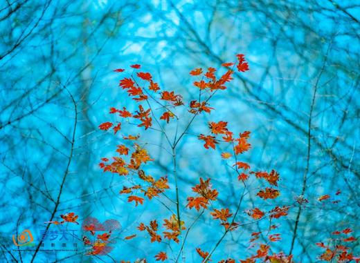 长白山脉秋色——桦甸红叶、长白山（北坡+西坡）、十五道沟望天鹅、本溪老边沟、中朝边境——丹东、临江、大连海滨深度12天 商品图6