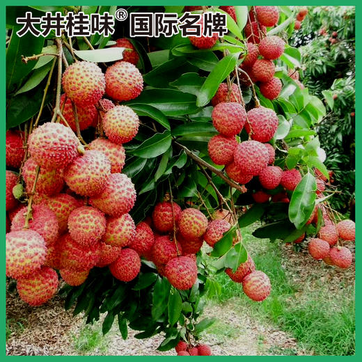 桂味荔枝（敬请期待） 商品图1