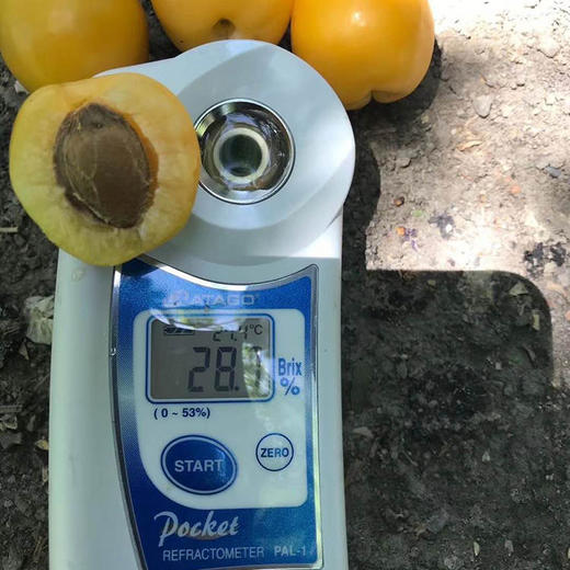 5天发货 | 新疆轮台小白杏超甜 约3.5斤 果肉细腻  醇厚多汁[福利品] 商品图5