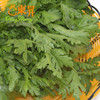 东升农场  春菊苗 250G 广州供港蔬菜新鲜配送 商品缩略图3