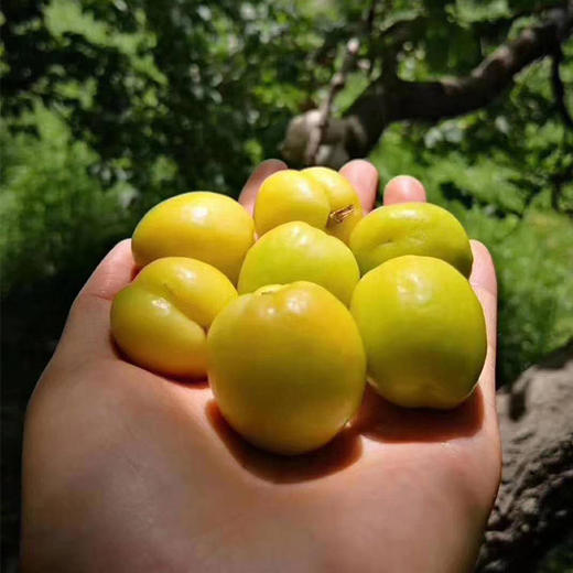 5天发货 | 新疆轮台小白杏超甜 约3.5斤 果肉细腻  醇厚多汁[福利品] 商品图6