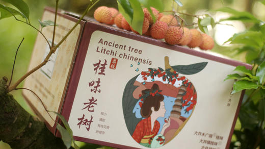 桂味荔枝（敬请期待） 商品图3
