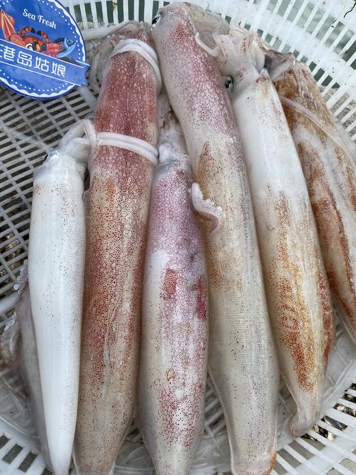 & 手钓大钓管🦑自然鲜脆甜😋东山岛名片 必尝👍活冻 商品图4