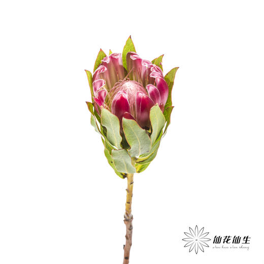 南非花材 | 无叶布兰达公主【无叶.不售后,介意慎拍】 商品图8