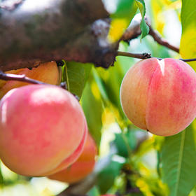 【礼盒】四川龙泉水蜜桃（5斤）