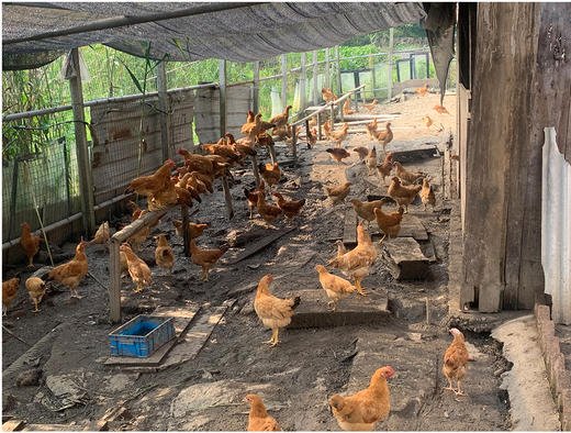 花间村散养老母鸡全净膛（适合做鸡汤）每只约2-3斤 商品图2