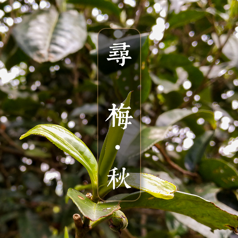 【寻梅·秋】2017 茶样 秋季收茶