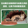 【全七册】动物的生活 狼、狮子、海豚、马、大象、瓢虫、猫 3-6岁儿童自然通识类野生动物朋友科普绘本童书籍阅读 商品缩略图7