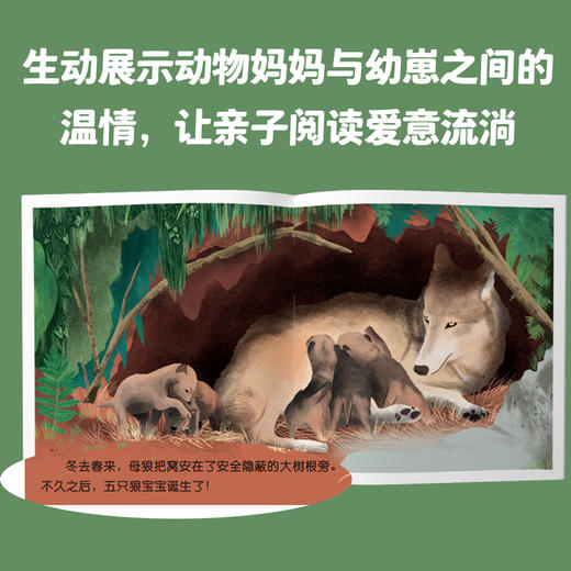 【全七册】动物的生活 狼、狮子、海豚、马、大象、瓢虫、猫 3-6岁儿童自然通识类野生动物朋友科普绘本童书籍阅读 商品图7