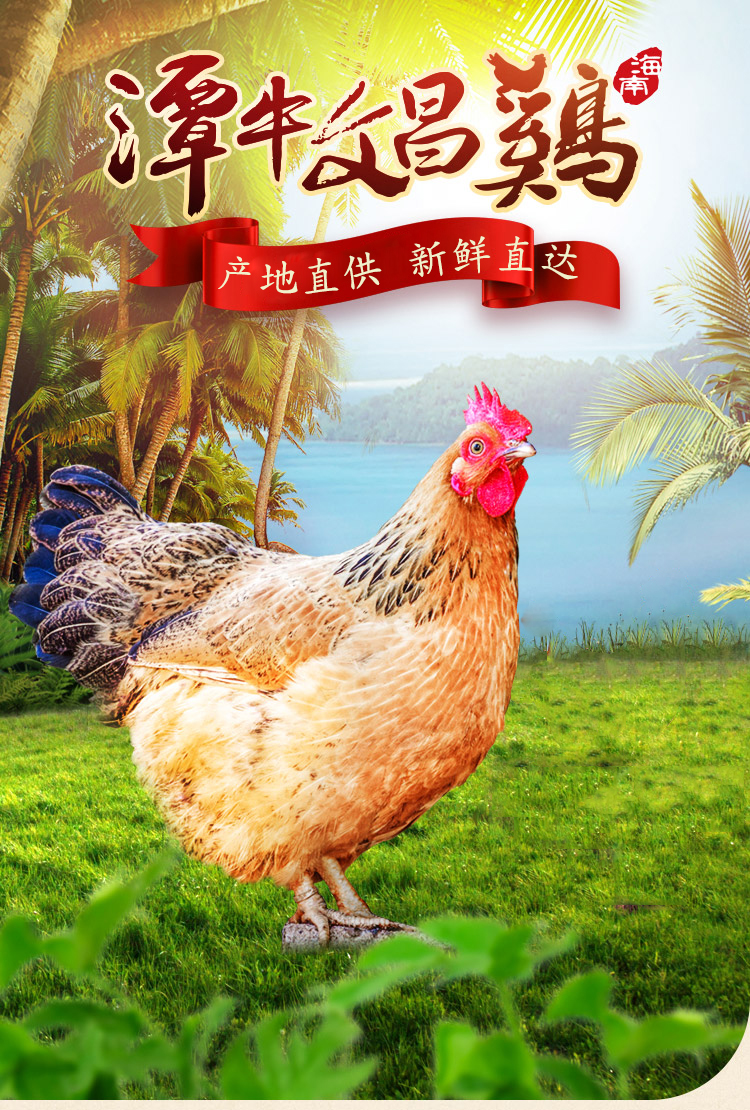 『海南文昌走地鸡』散养160天·全国顺丰包邮|可做白切鸡,豉油鸡,红焖