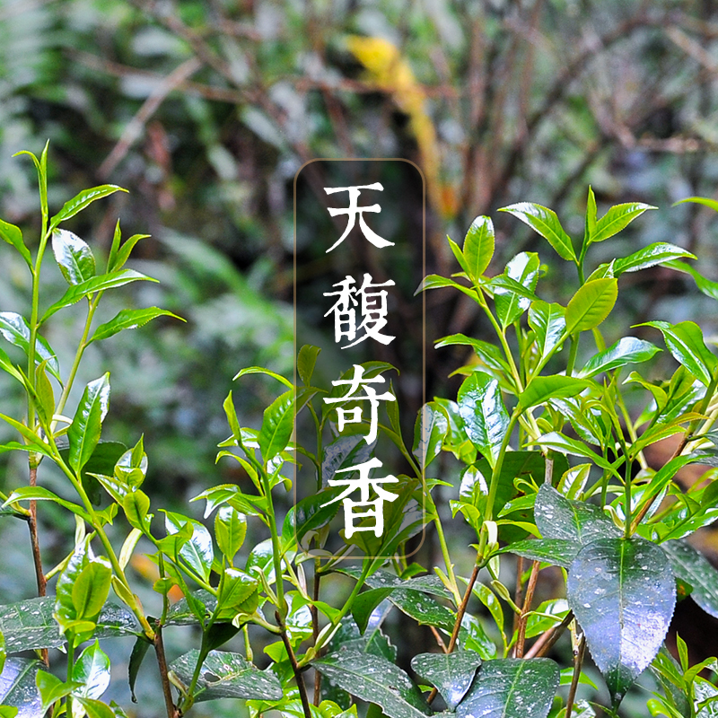 【天馥·奇香】天地精神 世外王者 高龄野生高杆 2017 2019春茶