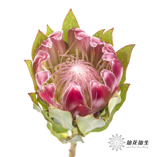 南非花材 | 无叶布兰达公主【无叶.不售后,介意慎拍】 商品图0