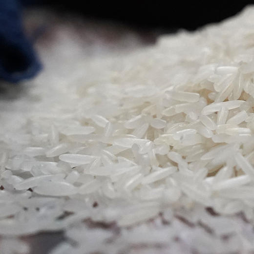粒粒福象牙油粘米15kg 南方大米香甜油粘米当季新鲜籼米 商品图2