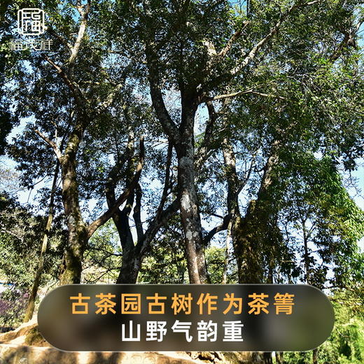 【金福】2021年头春刮风寨茶坪地易武茶区普洱生茶357g饼茶 商品图3