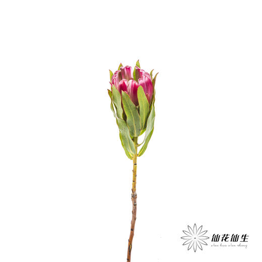 南非花材 | 无叶布兰达公主【无叶.不售后,介意慎拍】 商品图7