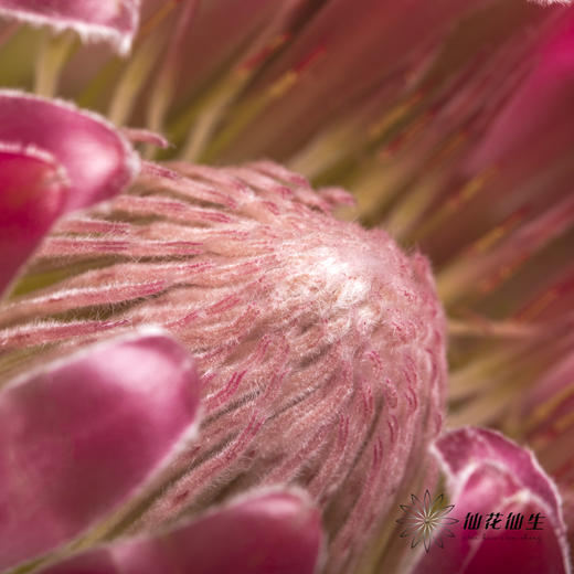 南非花材 | 无叶布兰达公主【无叶.不售后,介意慎拍】 商品图3