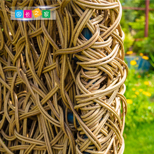 园长之家 户外手工网红椅藤椅自然编织座椅 商品图3