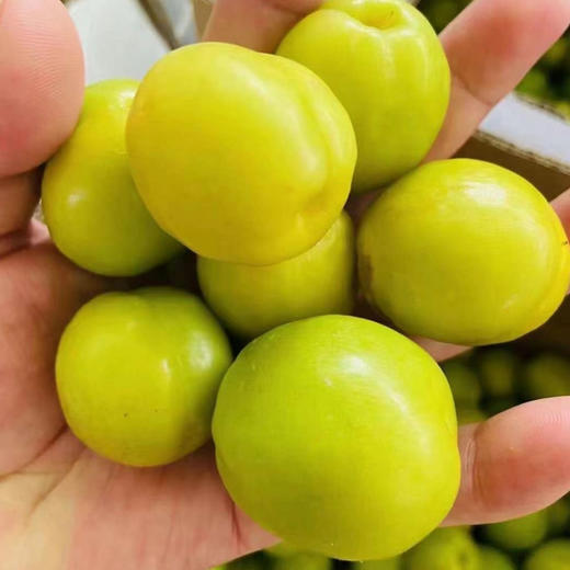 新疆轮台小白杏 商品图1