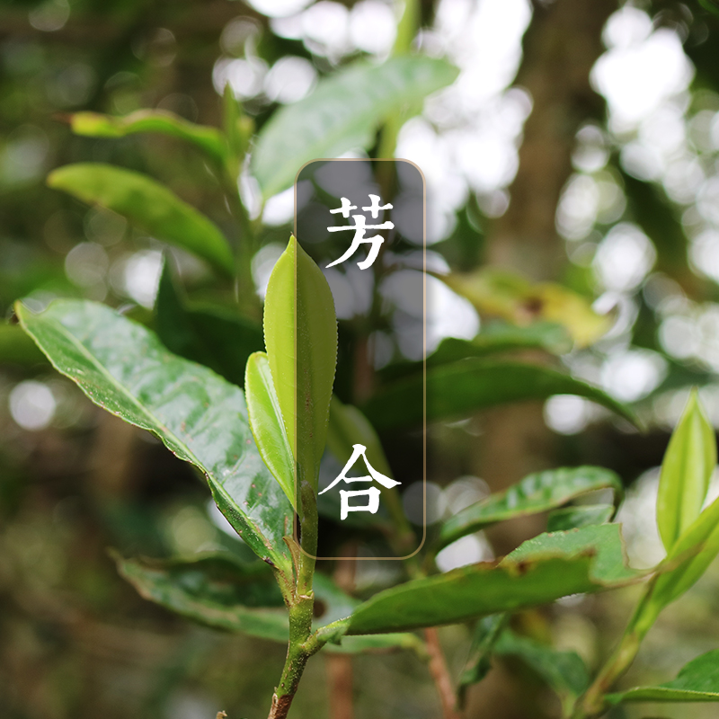 【芳合】合香之妙 肺腑沁芳 2017古树春茶