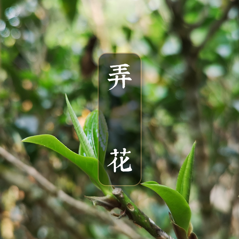 【弄花】花香满径 林间芳踪  2014古树春茶