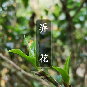 【弄花】花香满径 林间芳踪  2014古树春茶