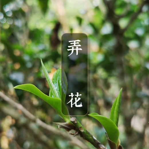 【弄花】花香满径 林间芳踪  2014古树春茶 商品图0