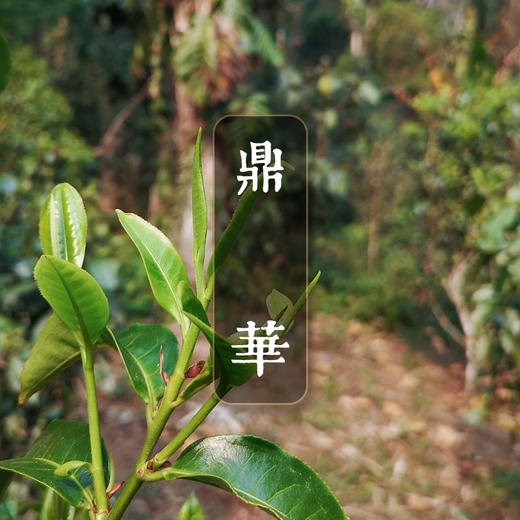 【鼎华】左手执剑 右手拈花 古树春茶 兼具厚重滋味与旖旎花香 2015古树春茶 商品图0