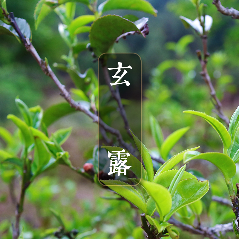 【玄露】香醇相生 甘露初凝  大马士革蔷薇露香韵 2015古树春茶