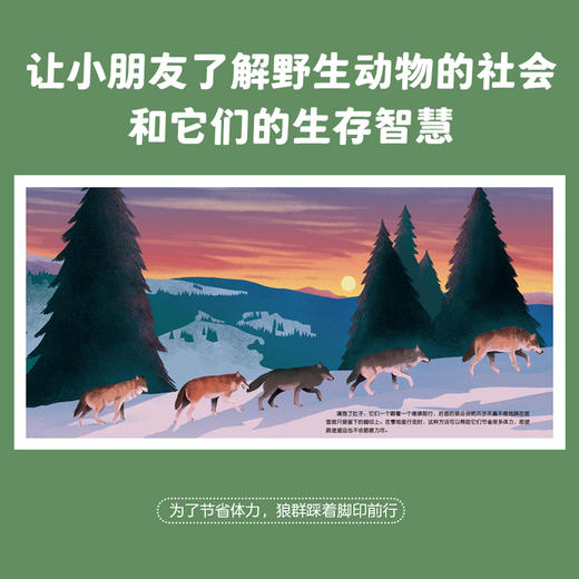 【全七册】动物的生活 狼、狮子、海豚、马、大象、瓢虫、猫 3-6岁儿童自然通识类野生动物朋友科普绘本童书籍阅读 商品图6