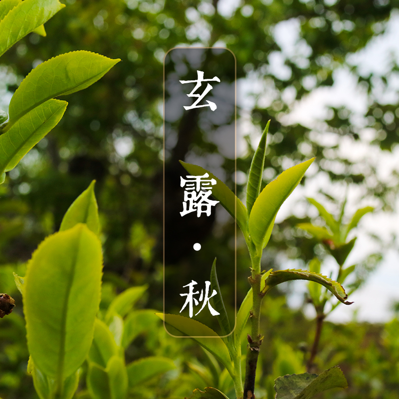 【玄露·秋】秋茶茶饼及茶样 2017