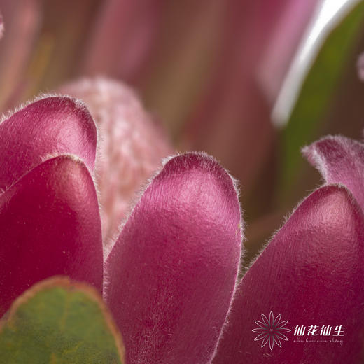 南非花材 | 无叶布兰达公主【无叶.不售后,介意慎拍】 商品图4