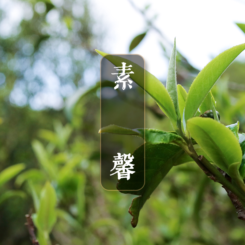 【素馨】 岩中花树，耶悉茗乳 清新花香，高性价比古树 2015古树春茶