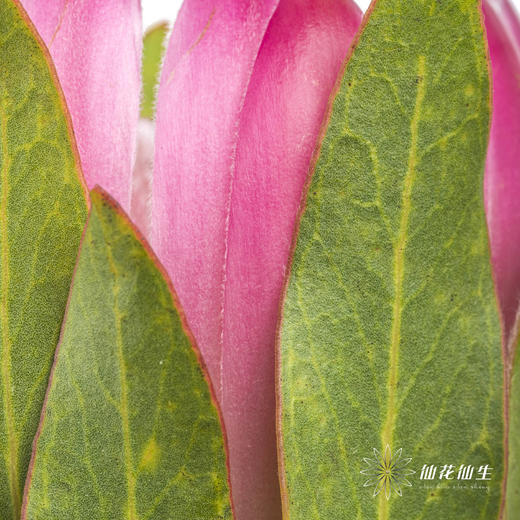 南非花材 | 无叶布兰达公主【无叶.不售后,介意慎拍】 商品图5