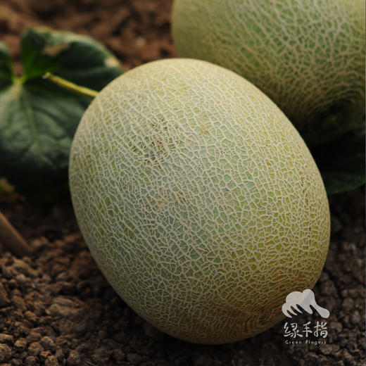 有机网纹瓜 | 合作生产 * Organic Honeydew melon | Coproduction 商品图3