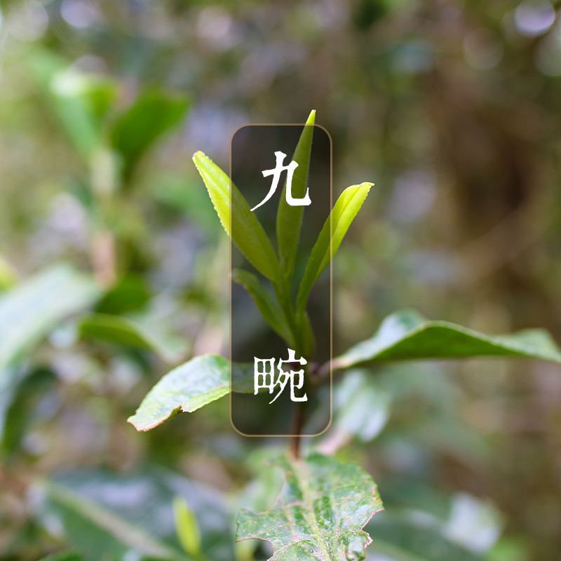 【九畹】珍贵小叶种野放高香古树茶样及饼茶  适饮期精品 2018春茶