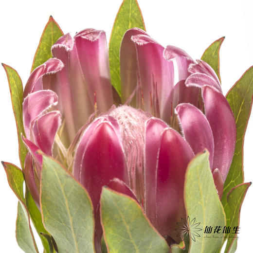 南非花材 | 无叶布兰达公主【无叶.不售后,介意慎拍】 商品图1