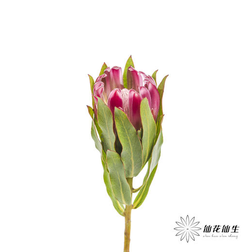 南非花材 | 无叶布兰达公主【无叶.不售后,介意慎拍】 商品图2