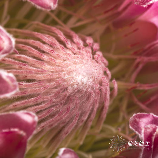 南非花材 | 无叶布兰达公主【无叶.不售后,介意慎拍】 商品图6