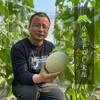 有机网纹瓜 | 合作生产 * Organic Honeydew melon | Coproduction 商品缩略图1