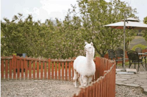 【麓客岛-小岛动物农场夜场票】火遍小红书的美式复古动物农场，欢迎来打卡，门票仅19.9元/人，与羊驼，山羊，小兔兔零距离接触，免预约，端午可用 商品图9