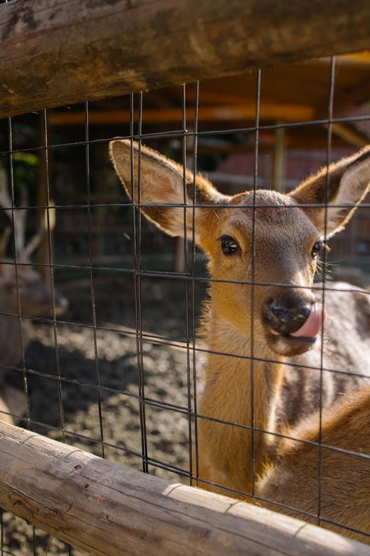 【麓客岛-小岛动物农场夜场票】火遍小红书的美式复古动物农场，欢迎来打卡，门票仅19.9元/人，与羊驼，山羊，小兔兔零距离接触，免预约，端午可用 商品图8