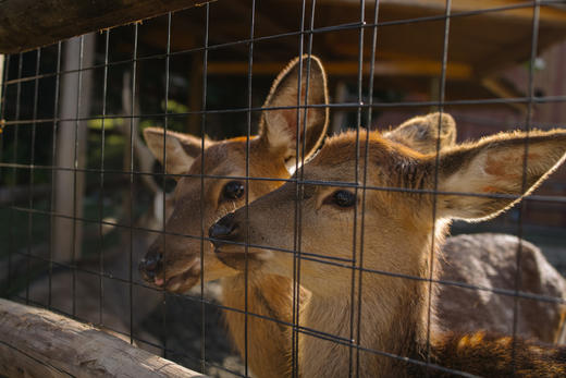 【麓客岛-小岛动物农场夜场票】火遍小红书的美式复古动物农场，欢迎来打卡，门票仅19.9元/人，与羊驼，山羊，小兔兔零距离接触，免预约，端午可用 商品图7