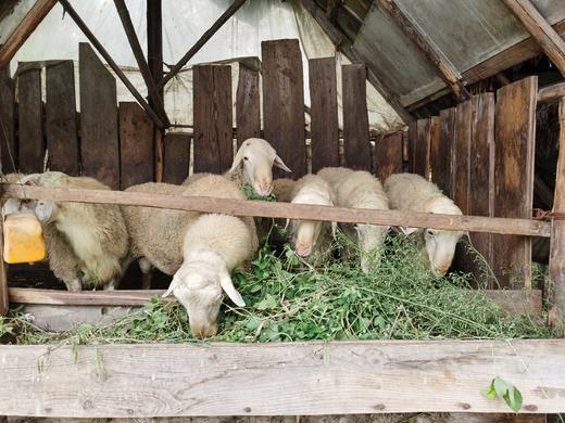 花间村吃草生态养殖湖羊半只（25-30斤左右） 商品图4
